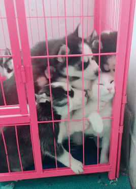 一堆哈士奇跟猫关在笼子里,场面让人哭笑不得,喵:快放我出去