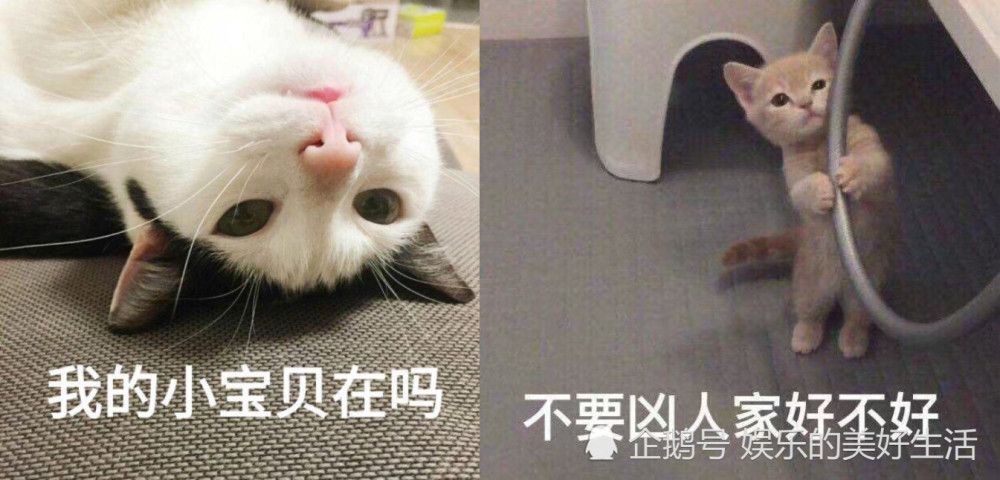 最近很火的萌猫表情包,你有几个?可爱小猫咪,给你一记