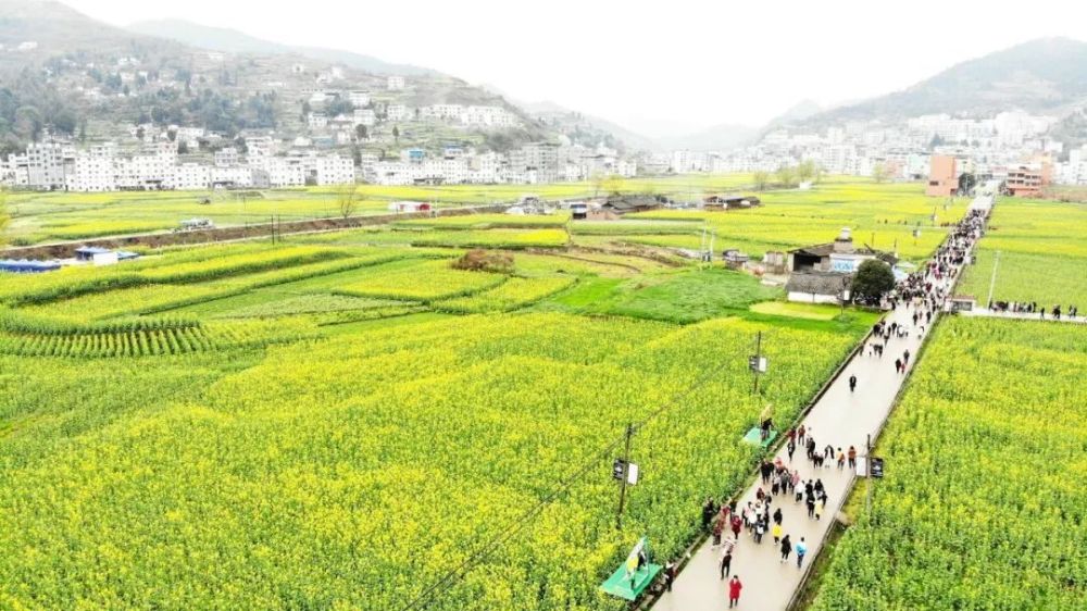 万人打卡,2019古蔺双沙菜花节开幕