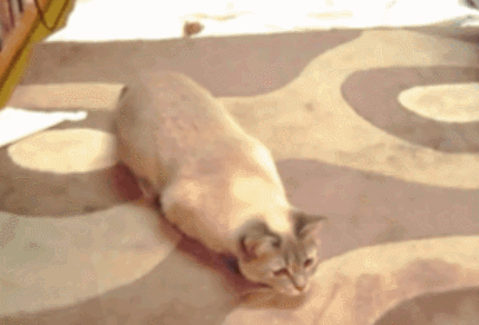 猫猫虫导弹,准备发射!xiu!