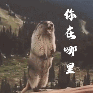 土拨鼠的搞笑动图表情包