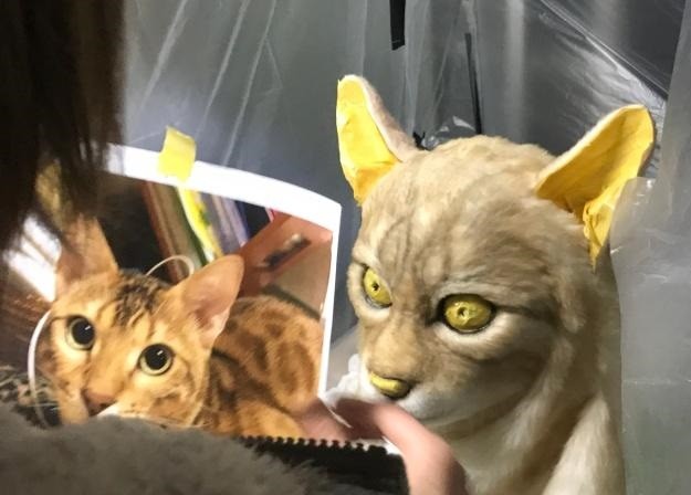 铲屎官戴上这种面具,猫主子有点不开心