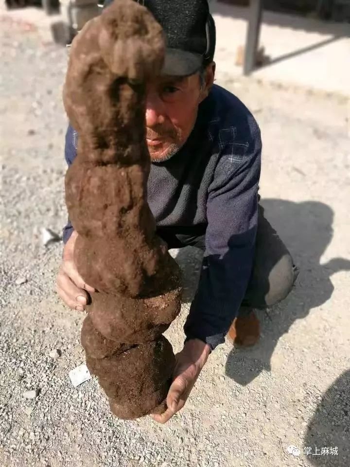 据称,沂源一老汉挖出千年何首乌!