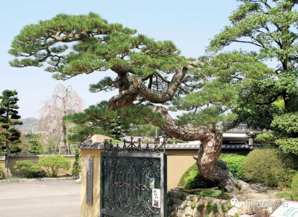 日本盆栽泰斗的盆景园你见过吗?