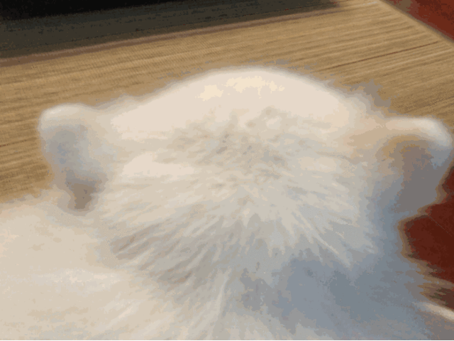 这是什么小可爱 雪白,雪白的.