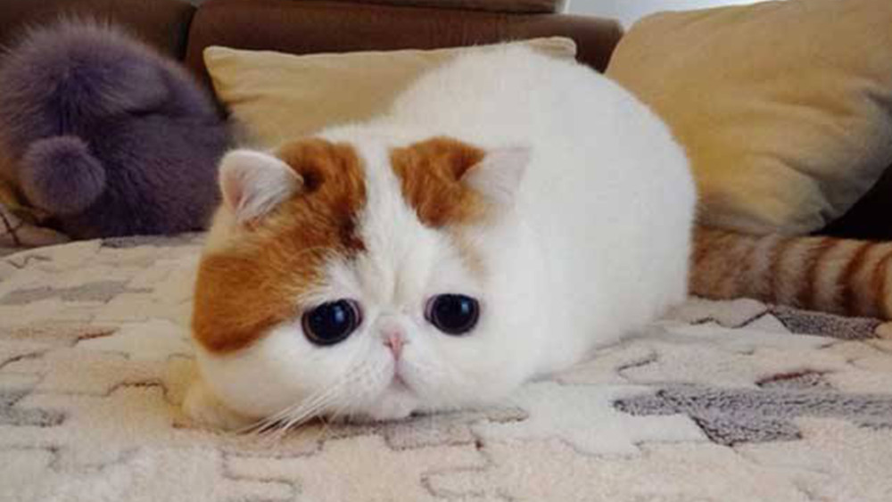 第一位 异国短毛猫
