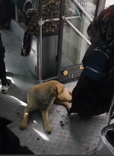 狗狗,遛狗,公交车,宠物,拉布拉多犬