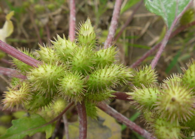 药材,植物,玩具,果实,杂草