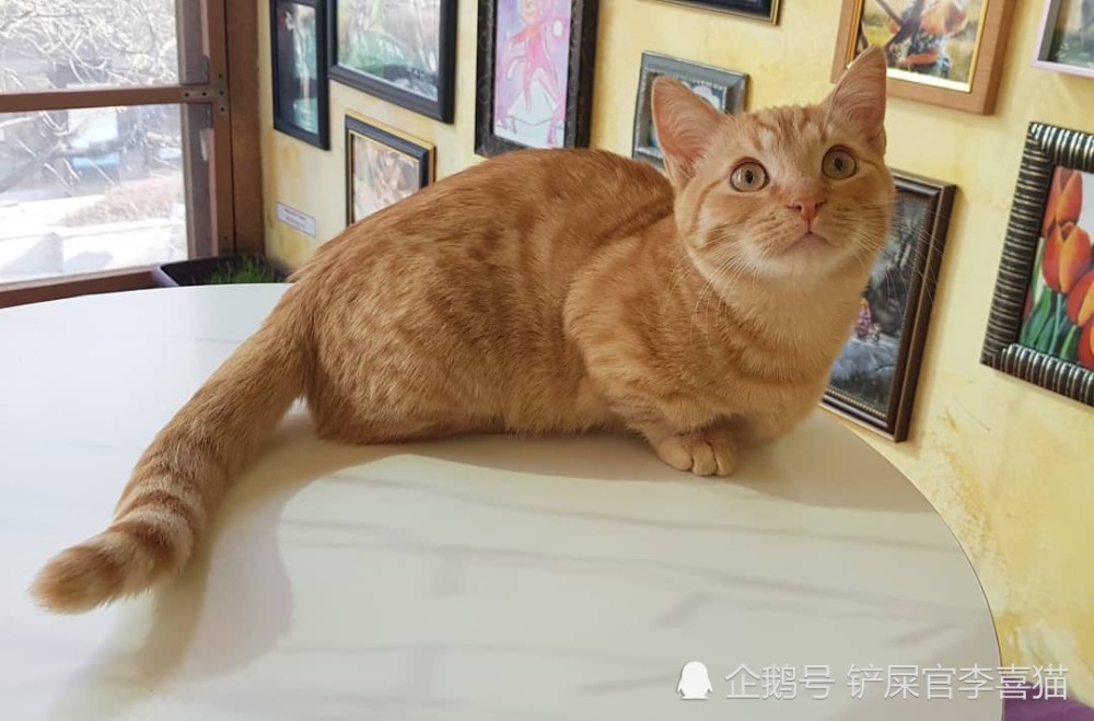 猫咪之间打招呼和交流的方式有很多种,但一般来说并不