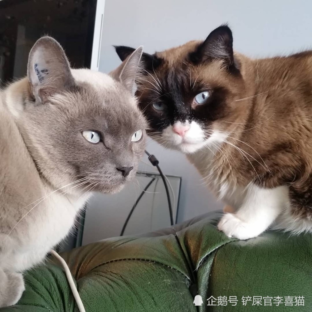 猫咪之间打招呼和交流的方式有很多种,但一般来说并不