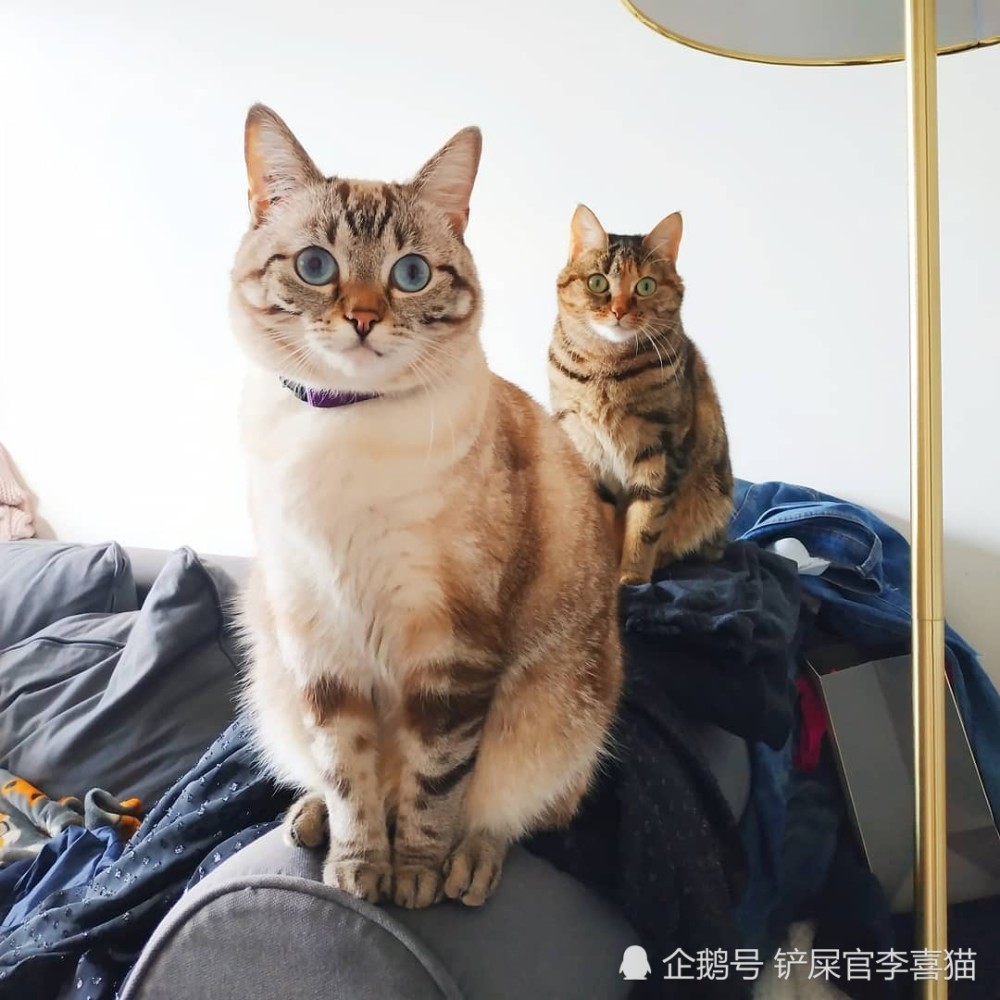 猫咪之间打招呼和交流的方式有很多种,但一般来说并不