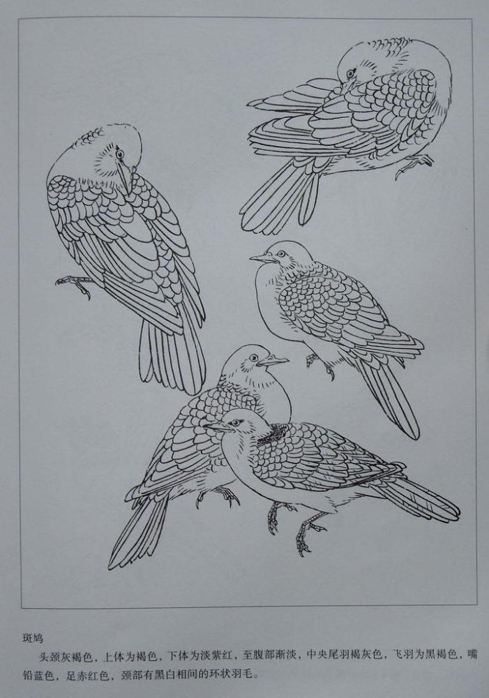 工笔画-白描画鸟!
