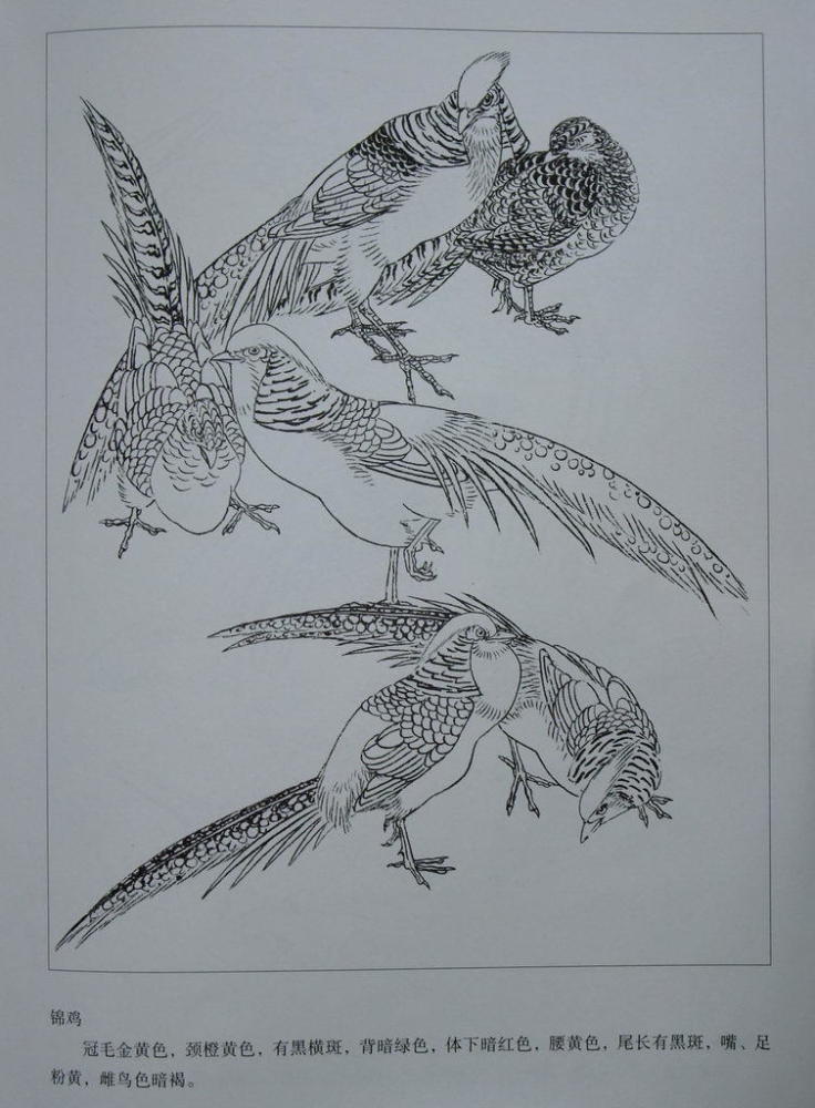 工笔画-白描画鸟!
