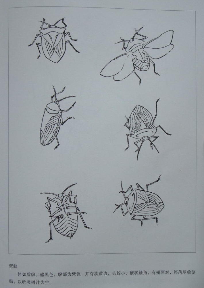 工笔画-白描画鸟!