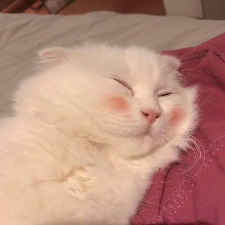 超萌情侣头像,各款大肥猫:快来个人把本猫抱走喵!