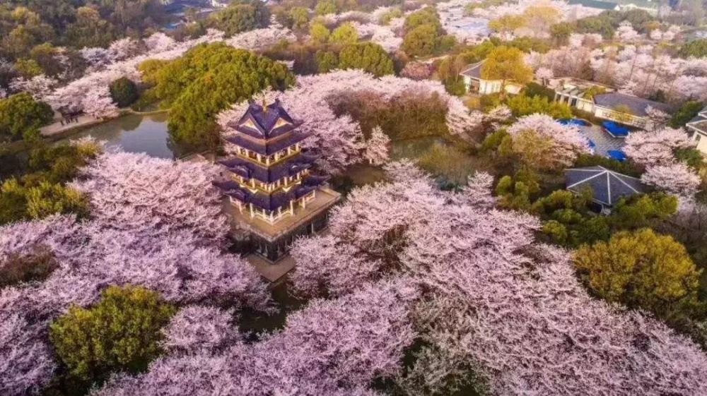 春天了,想赏樱花?苏州这些地方超级浪漫