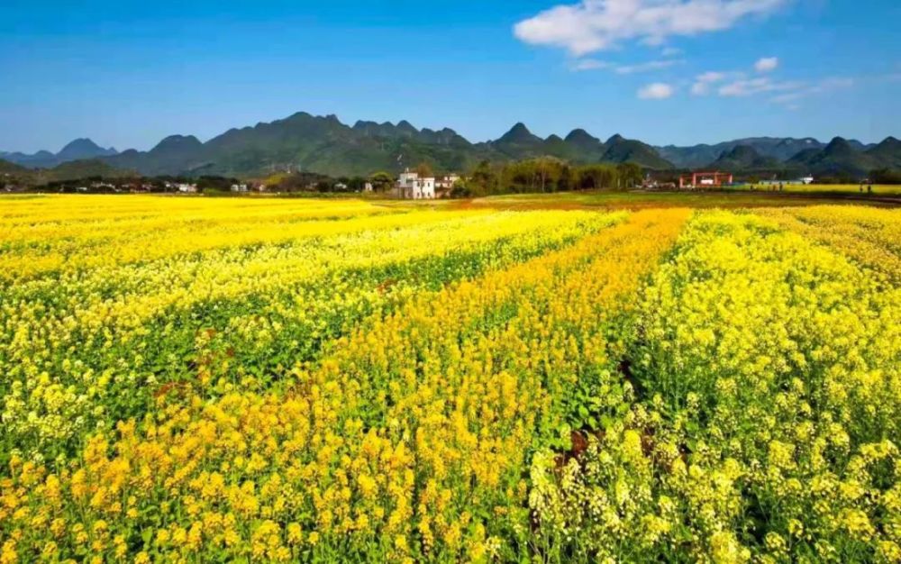 清远惊现数百亩与人同高的七彩油菜花田,白茫茫的梨花