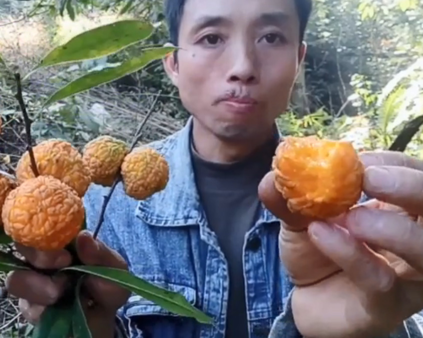 植物,草药,穿破石,腰肌劳损,药材