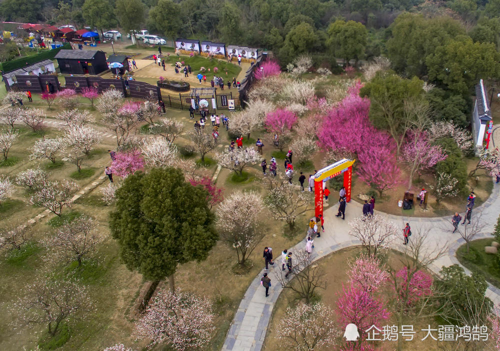 江苏苏州:"香雪海"梅园花开引客来