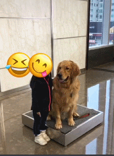 平时很皮的金毛巡逻犬,看到小女孩害羞地偷亲了一下,萌化路人心