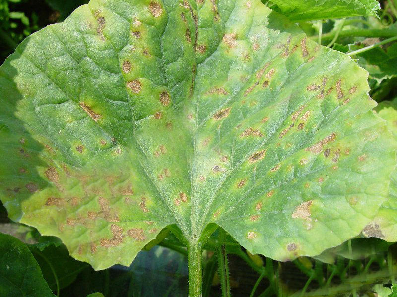 喷雾 甜瓜炭疽病 危害症状 甜瓜整个生育期均可发病,叶片,茎蔓,叶柄和