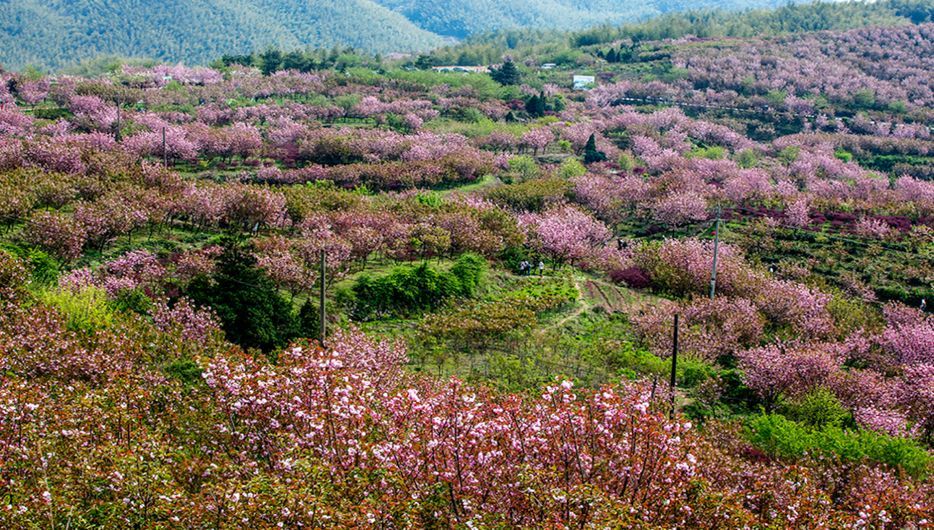 粉红初春,醉美不过樱花季,四明山杖锡樱花节等你来赏樱!