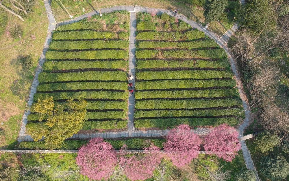 大好河山:武汉黄陂花乡茶谷