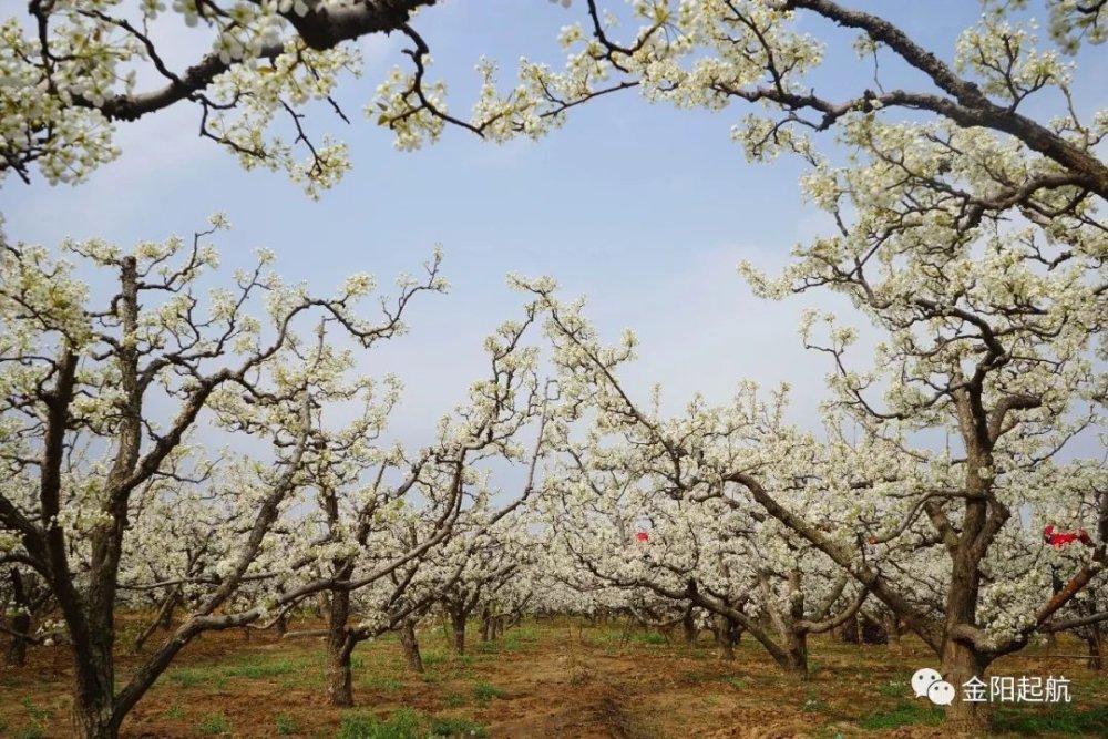 2019阳信第三十届梨花会全攻略:花期预测 最in赏花地点