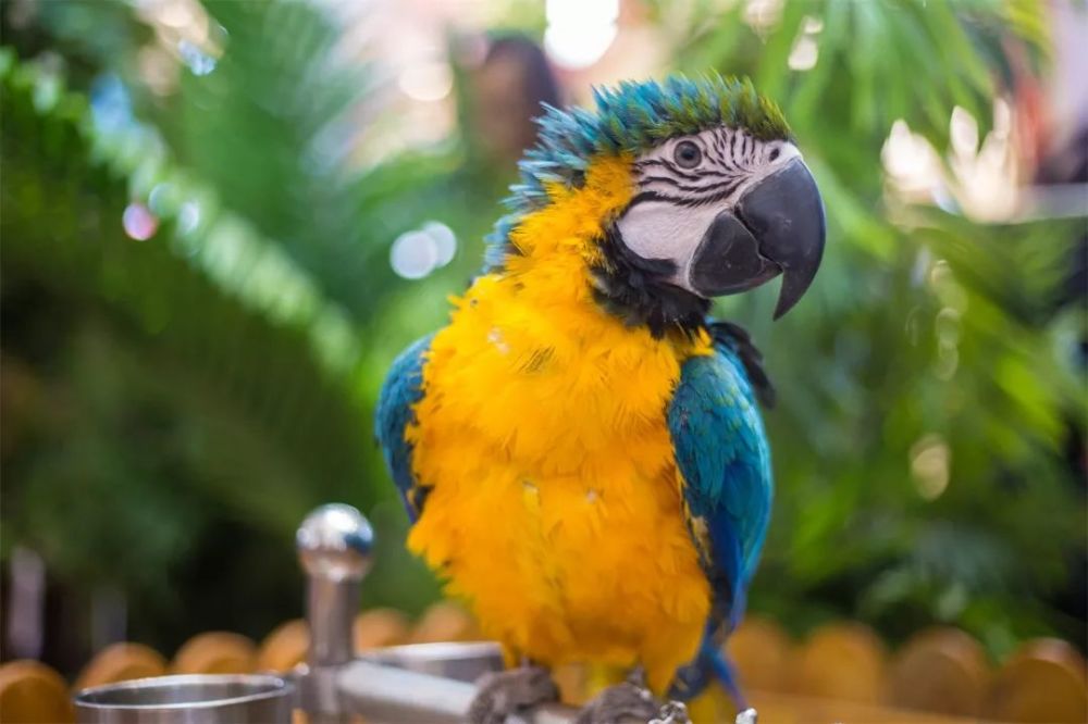 城市里的乌托邦之城 体验各类不同风格的动物世界 逛街的时候 一不