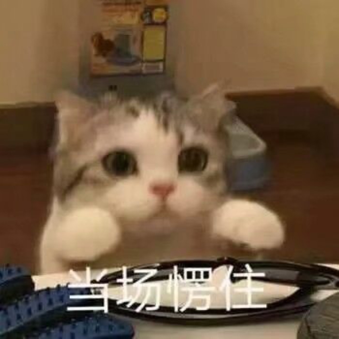 超奈斯小奶猫表情包:我已经3岁啦,想要3个对象,不过分