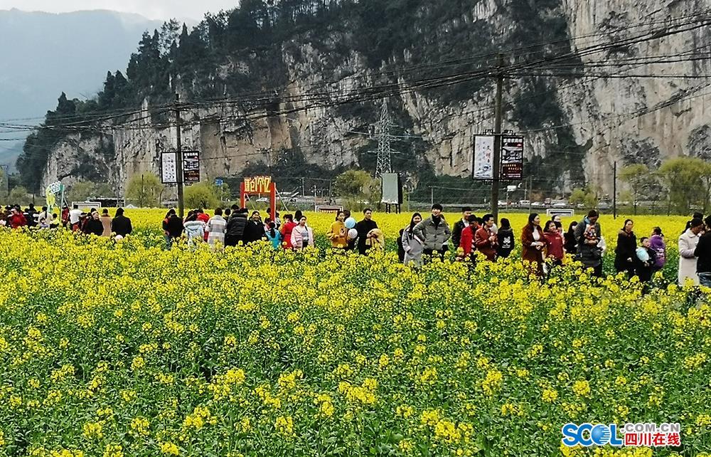 美翻了!古蔺双沙菜花节开幕 六千亩花海任你游
