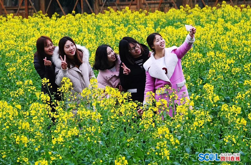美翻了!古蔺双沙菜花节开幕 六千亩花海任你游