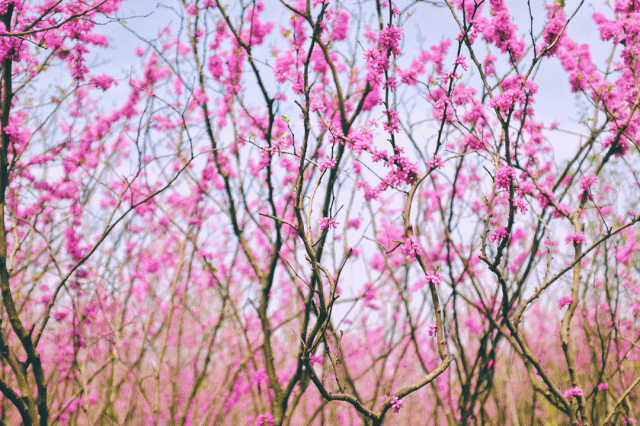 央视《航拍中国》飞跃牛首,全中国都认识了这座名山!