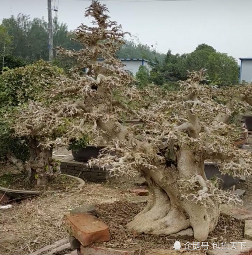 精品丛林对节白蜡盆景欣赏