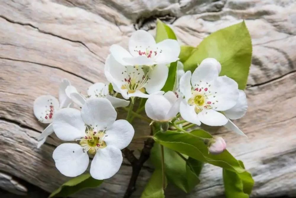 这幅明朝的"李花",是集体的正脸照哈哈哈… 梨花特点:白!纯粹的白!