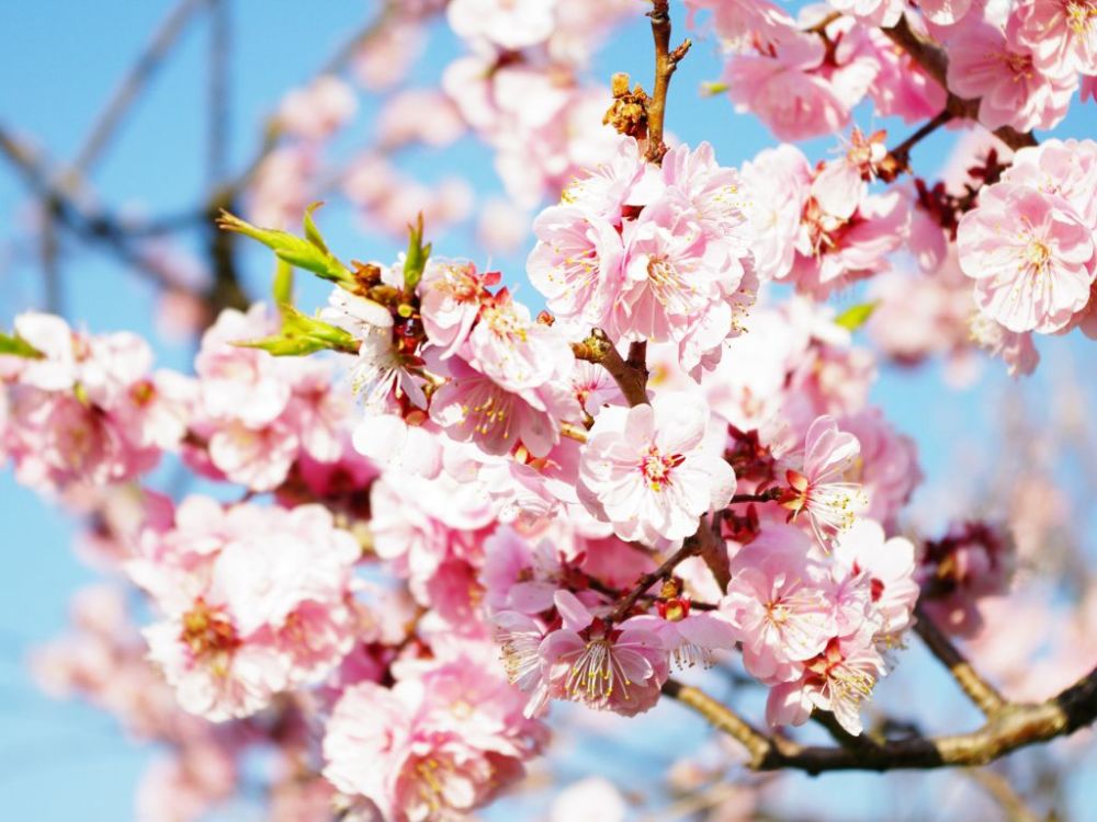 桃花特点:桃花最容易和樱花搞混了.