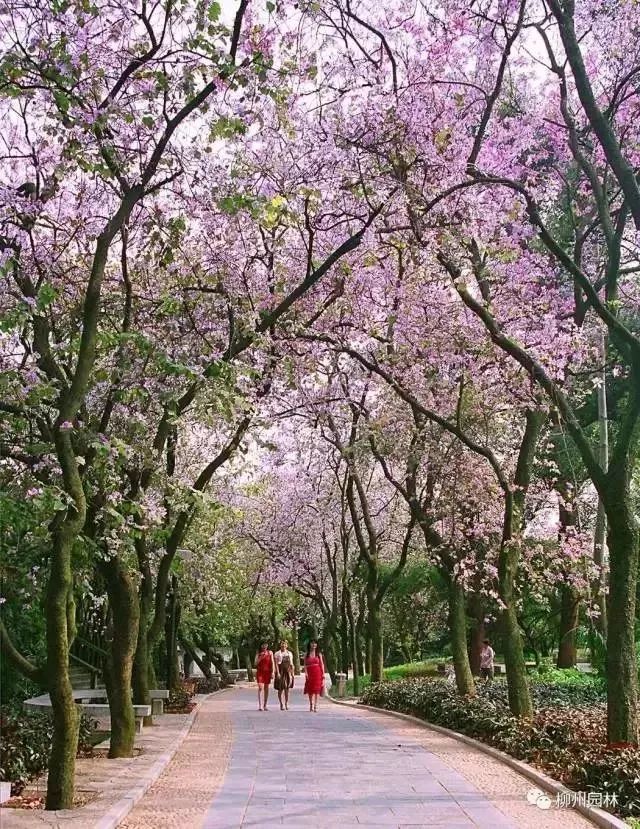 柳州,紫荆花,文化公园,柳侯公园