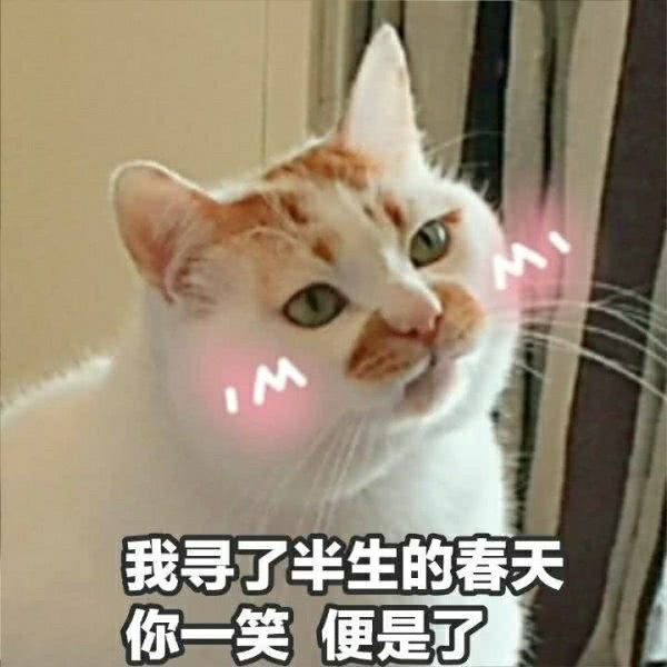 表情包:老婆别网购了,真没钱了,要不把我卖了吧