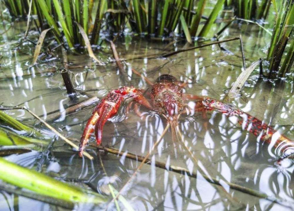 龙虾,水稻田,水产,水稻