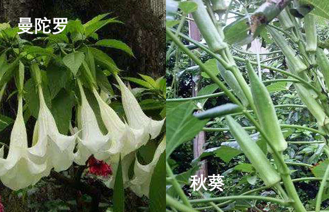 野菜,曼陀罗,毒芹,秋葵,果实