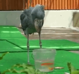 外表霸气其实是个傻子,鲸头鹳吃个鱼能笑掉大牙,凭本事濒危!