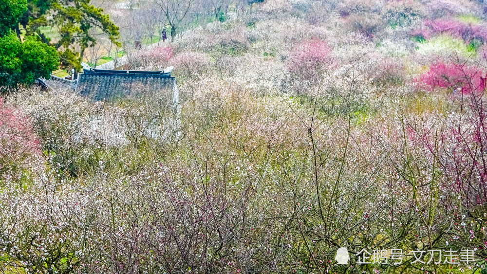 2019,苏州光福香雪海赏梅季