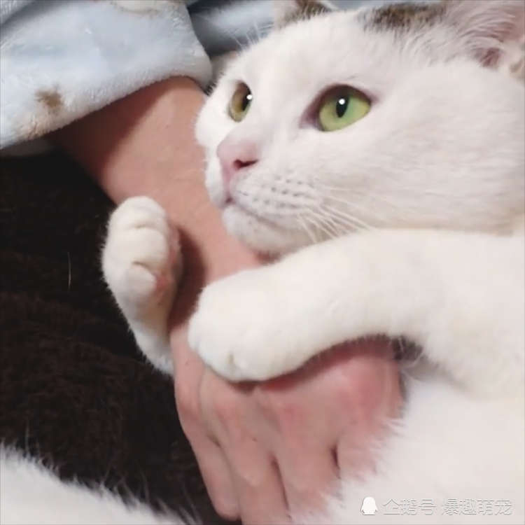 男子控诉猫咪太粘人,网友羡慕表示:我女朋友都没这么会撒娇!