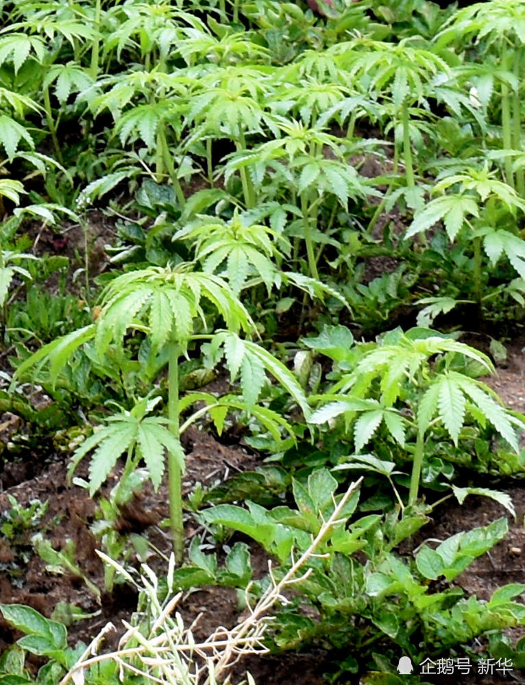 菜地长出1000株野生大麻 菜农:不是我的菜