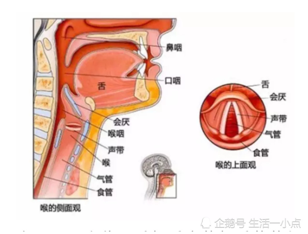 喉咙痛到底是怎么回事 看点快报