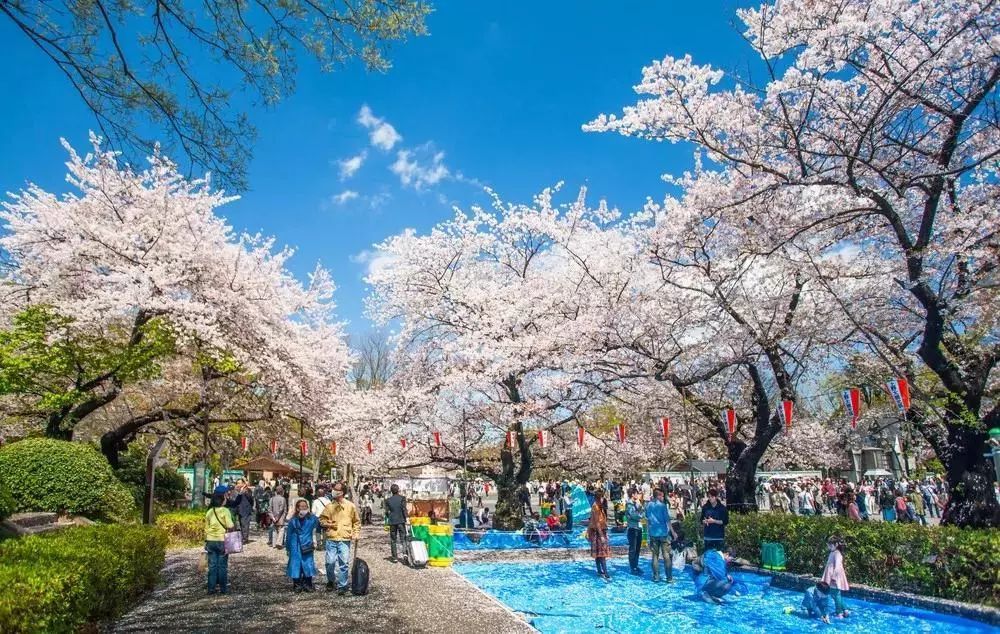 樱花,日本_旅游,京都,大阪城公园,镰仓,大阪