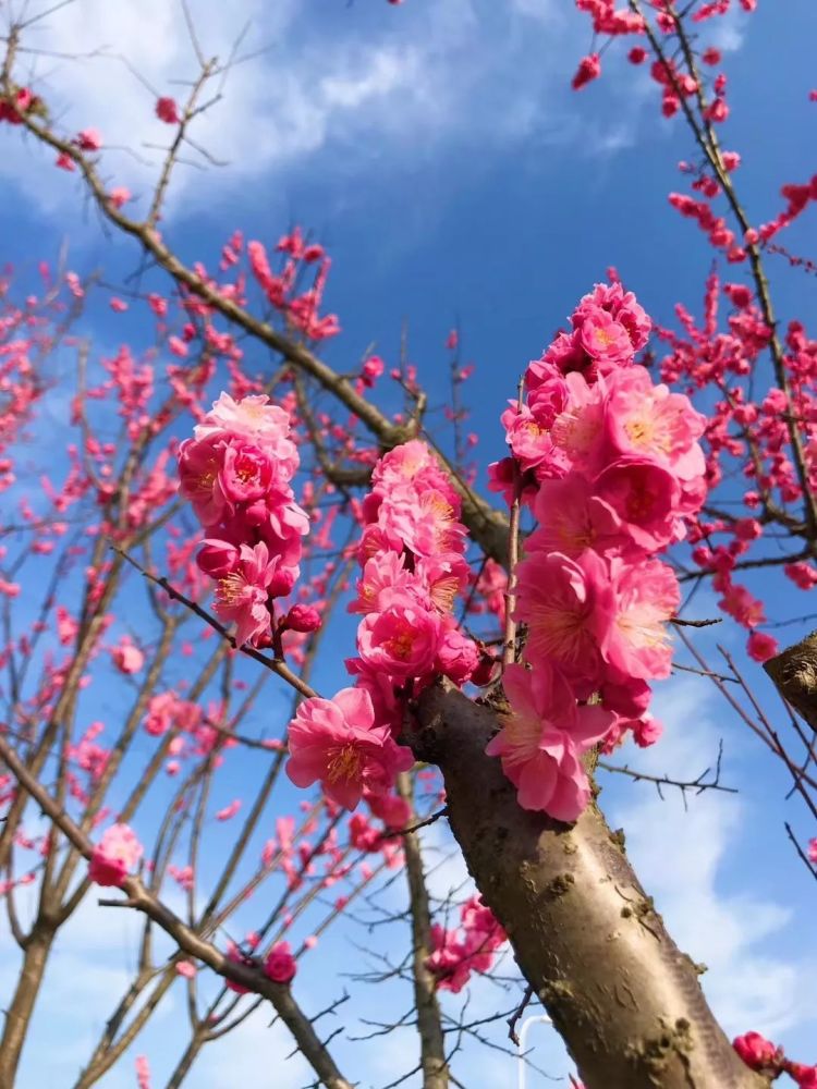 灼灼桃花,烁烁其华……阳春三月,蹲点调研