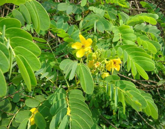 野菜,植物,豆荚,决明子