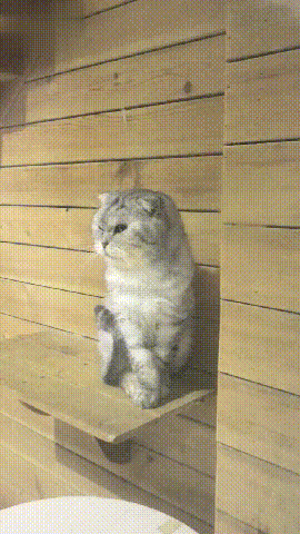 宠物店马上估清,却有一只英短卖不出去,一问原因乐坏了!