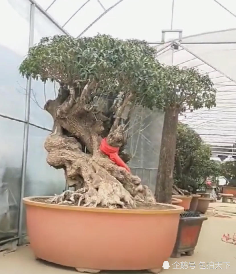 精品盆景欣赏:老树桩桂花盆景欣赏